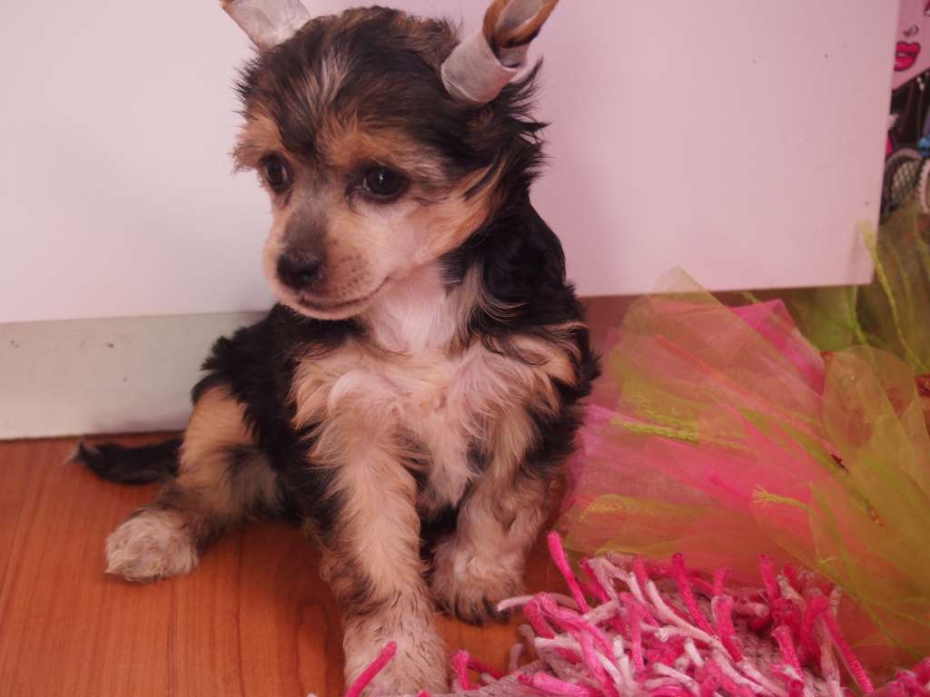 Emigrantka Grzywkomania