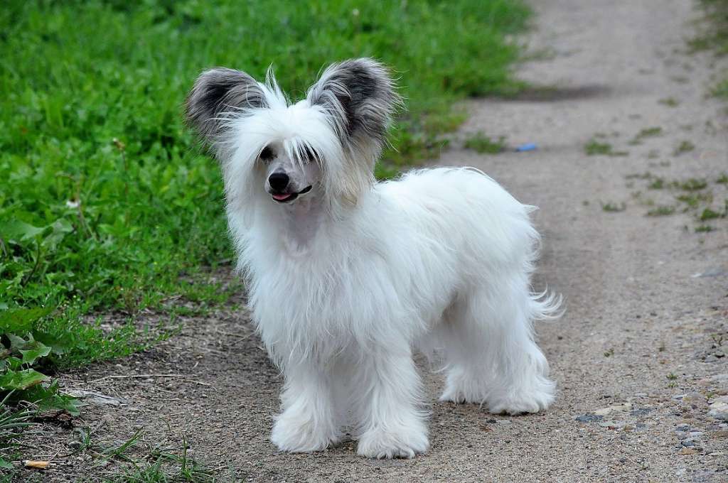 Romashka Winning Smile