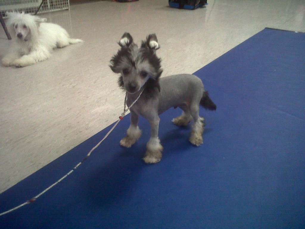 Sigyns Shadow Dancer