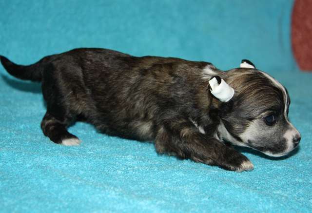 Charodeika Iz Strany Kutha