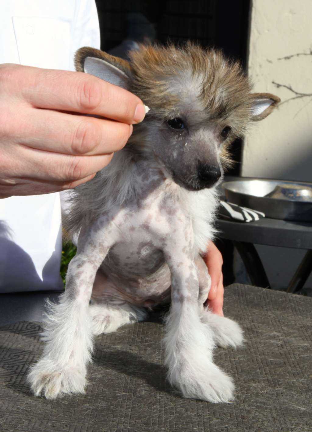 Phadi From China with love