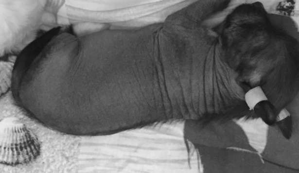 Eudzhen Oko Sarumana