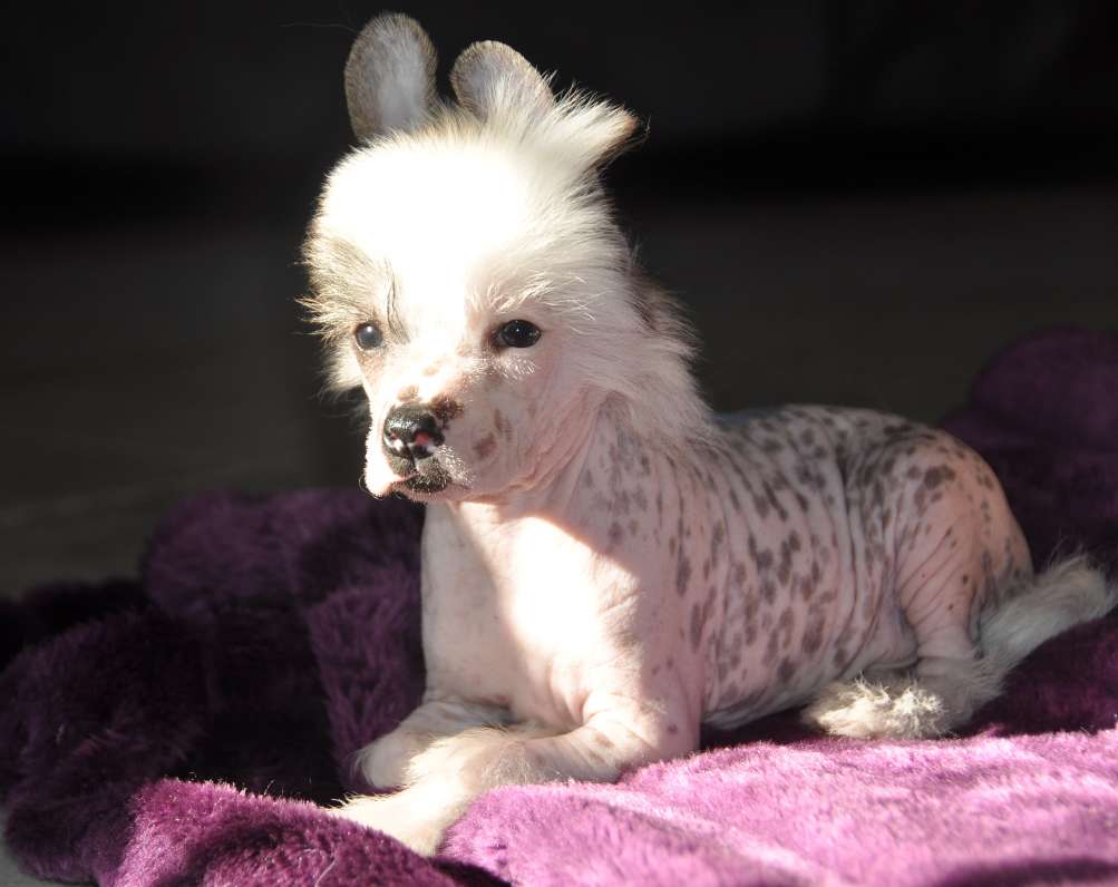 Merlin Little Champs