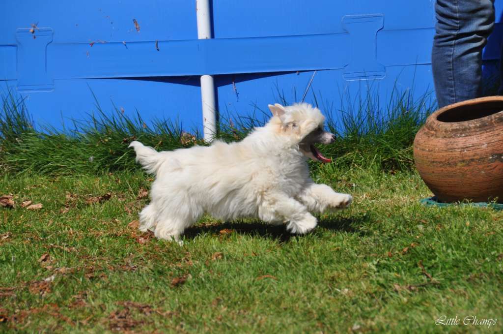 Mowgli Little Champs