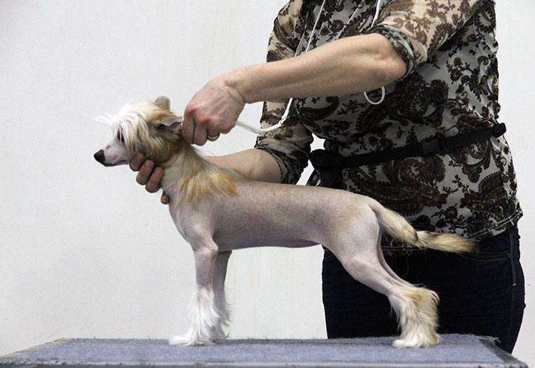 Show Galaktika Letteria