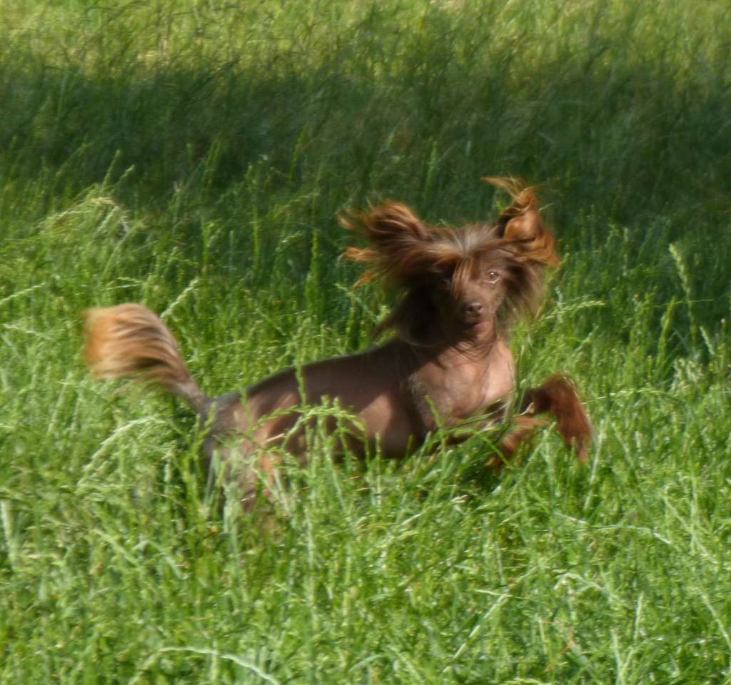 Pepsi Black of Channel