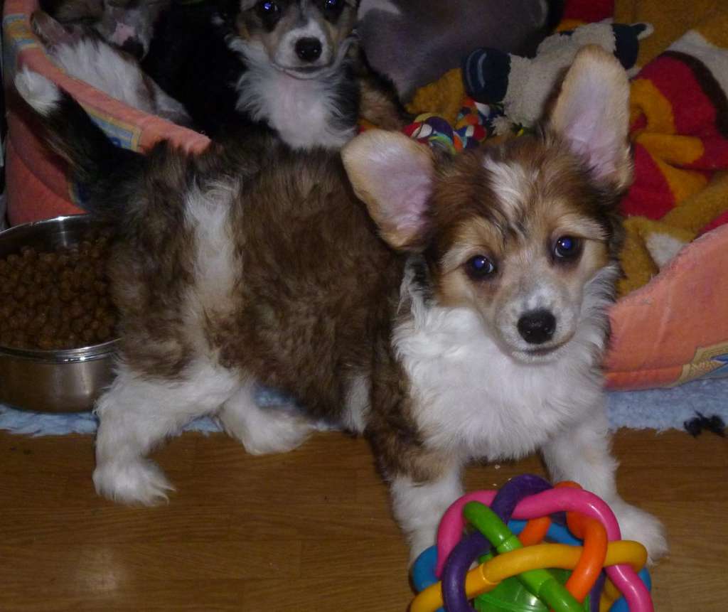 DAHLIA graceful ar Arenis Marri