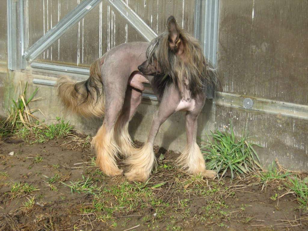 Sharl' Black du Plessi