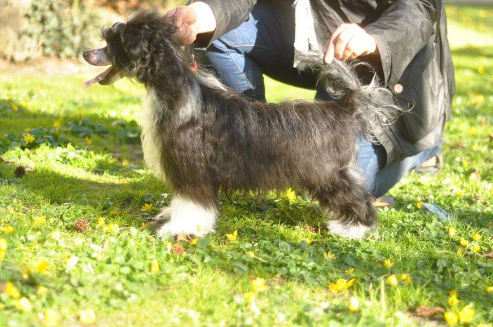 Talisman Of Luck Iz Ordena Ekate-Riny