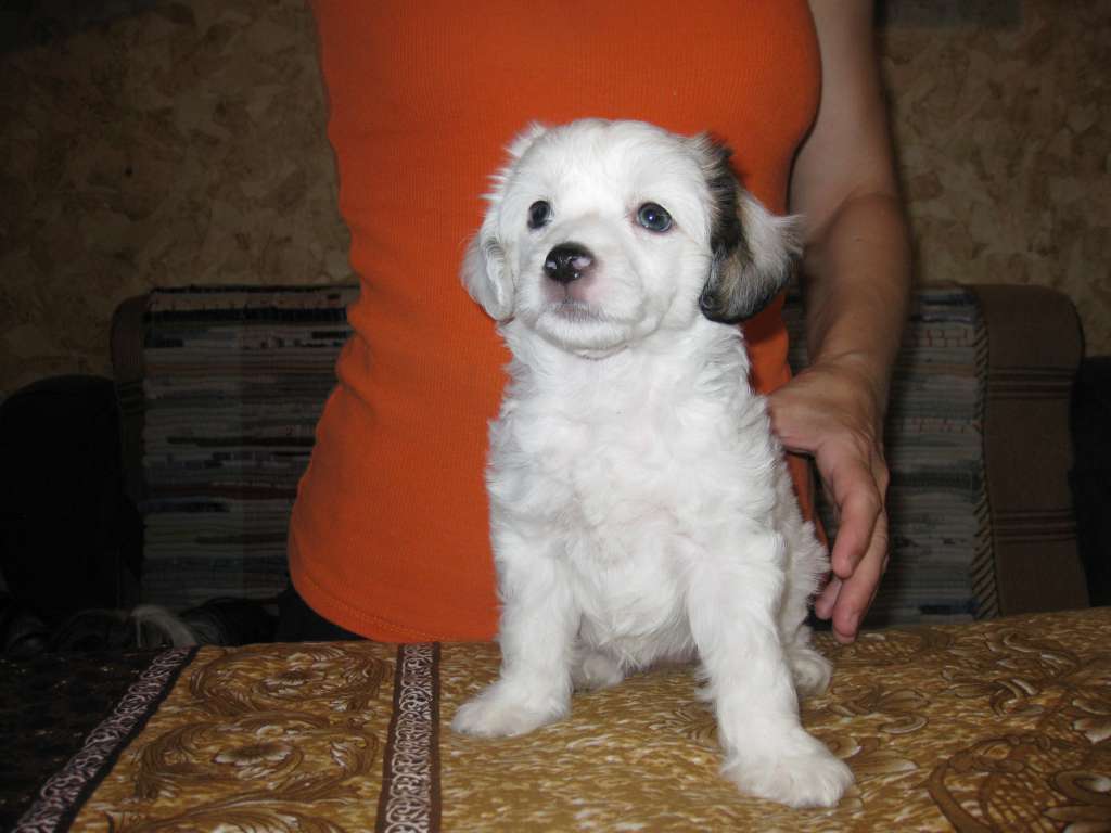 Shelcovij Shlejf Penelopa