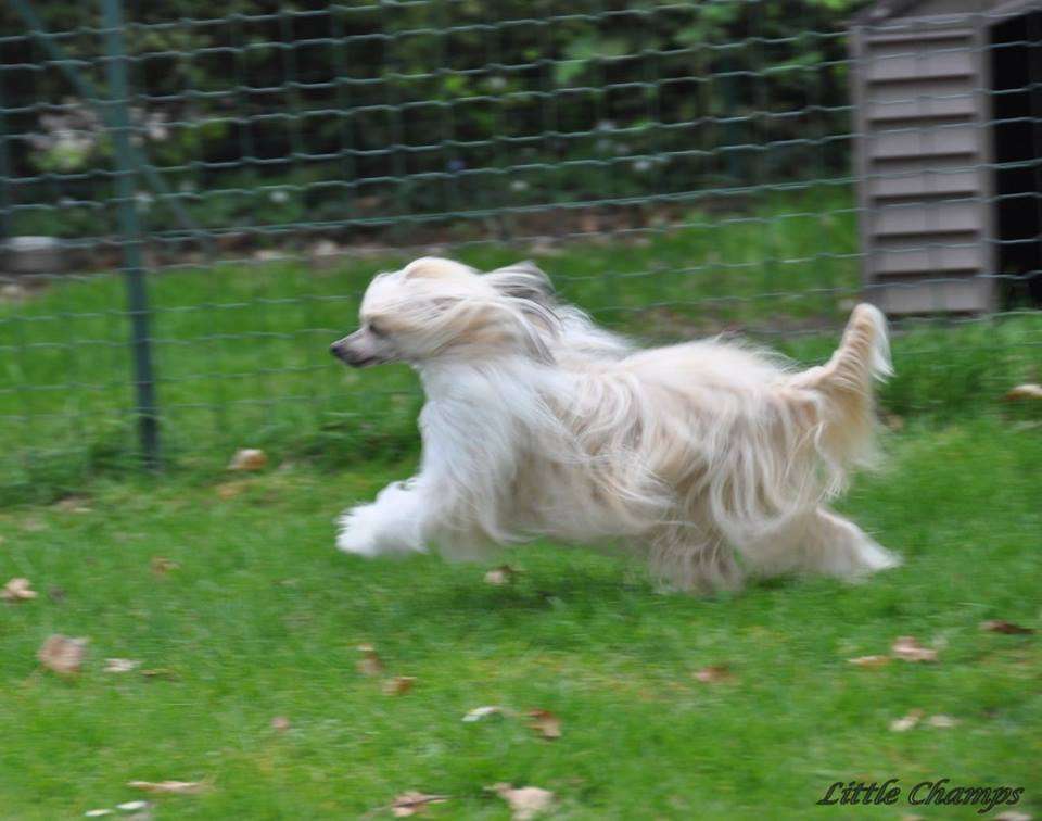 Jaizka Little Champs