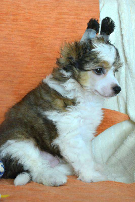 Goldamulet Anicka Chic Lady