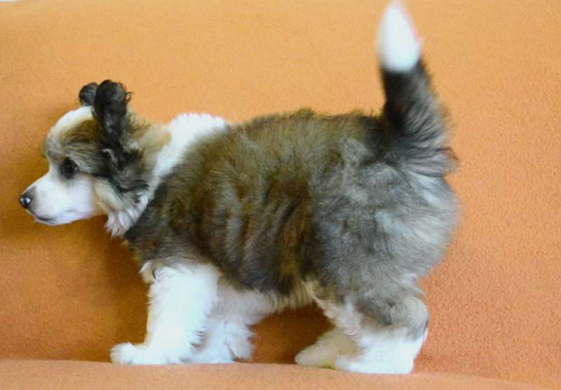 Goldamulet Arli Dantes