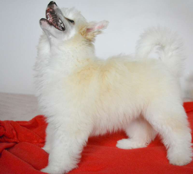 Goldamulet Angel Flower