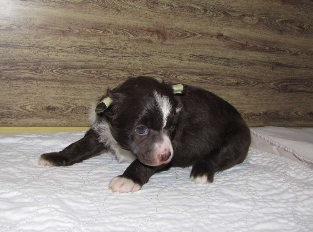 Bi-lav Plus Slastena V Chocolate