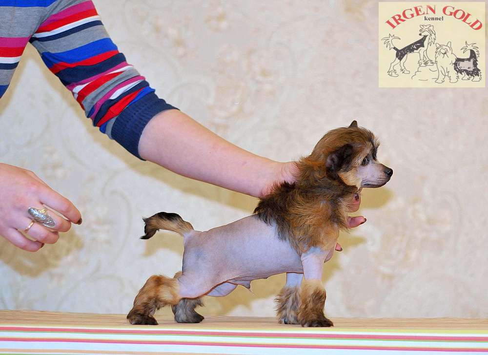 Irgen Gold Fanfan Tjulpan