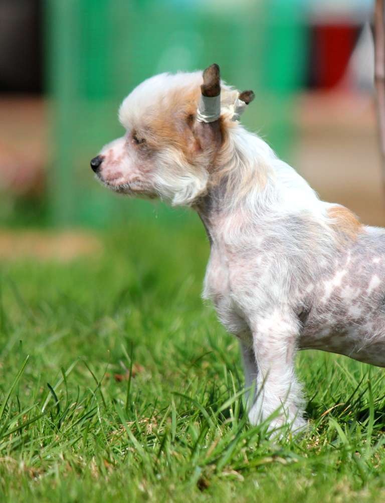 Hvastun'ya dlya Liris