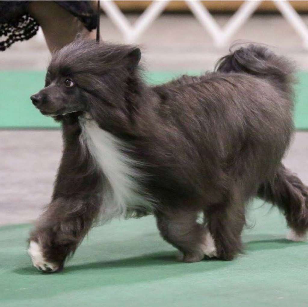 Piquin's Walking on Clouds