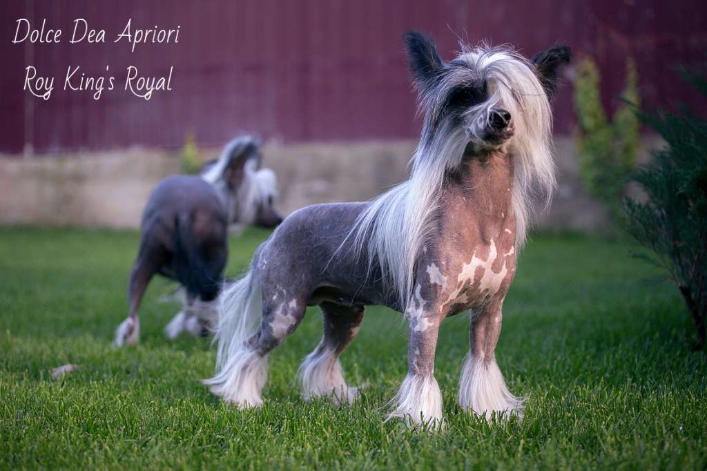 Dolce Dea Apriori Roy King's Royal