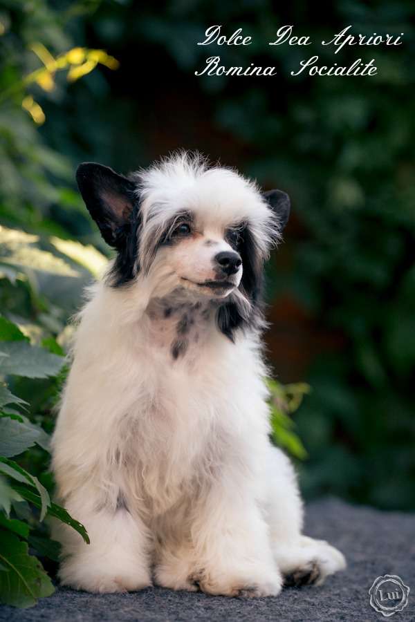 Dolce Dea Apriori Romina Socialite