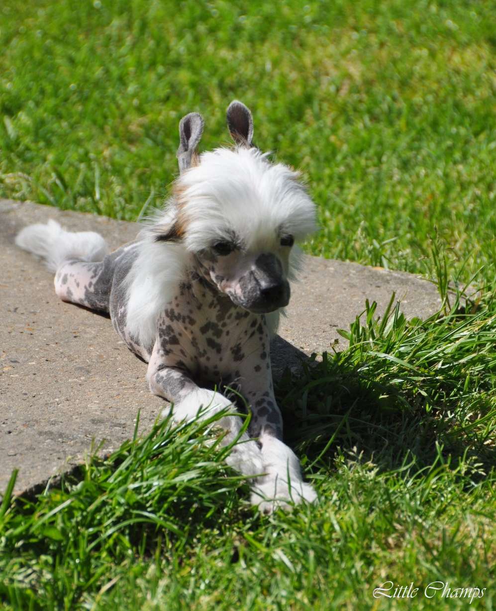 Margarita Little Champs