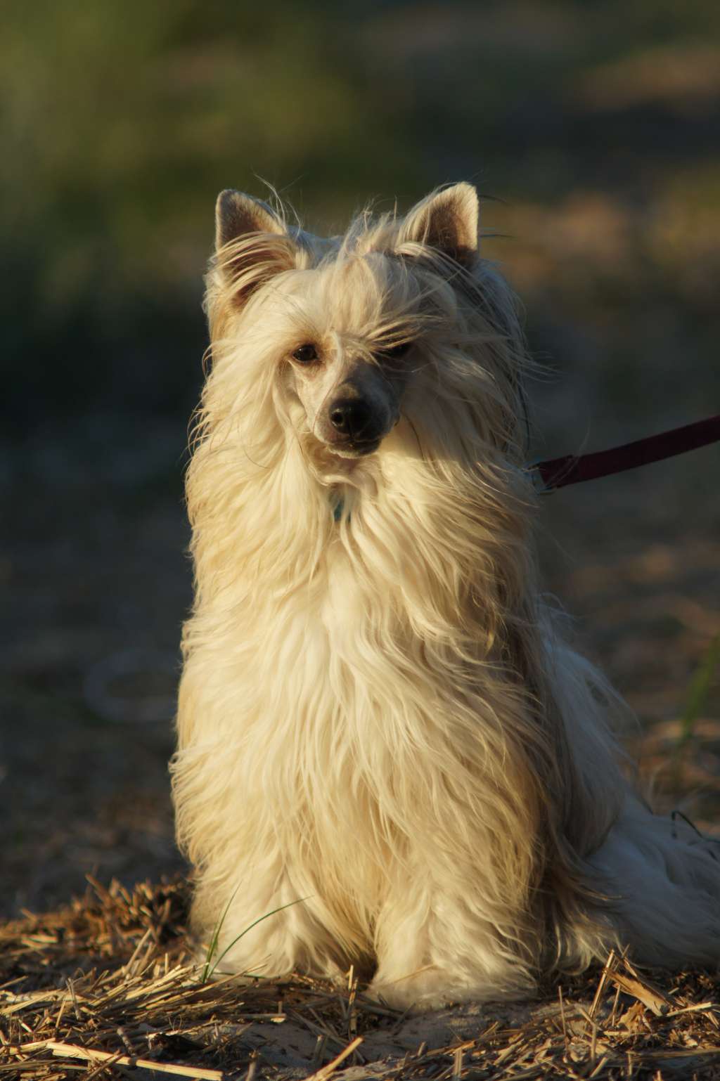 Tola Just Like Summer