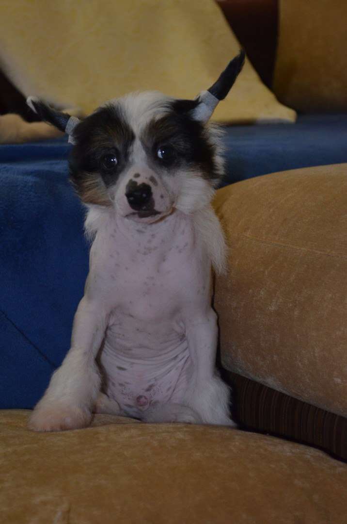 Ognenny Lotos Tizengayzen Stefan