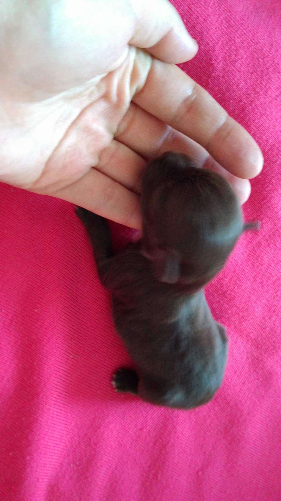 Kanis Ventus G - Iskander