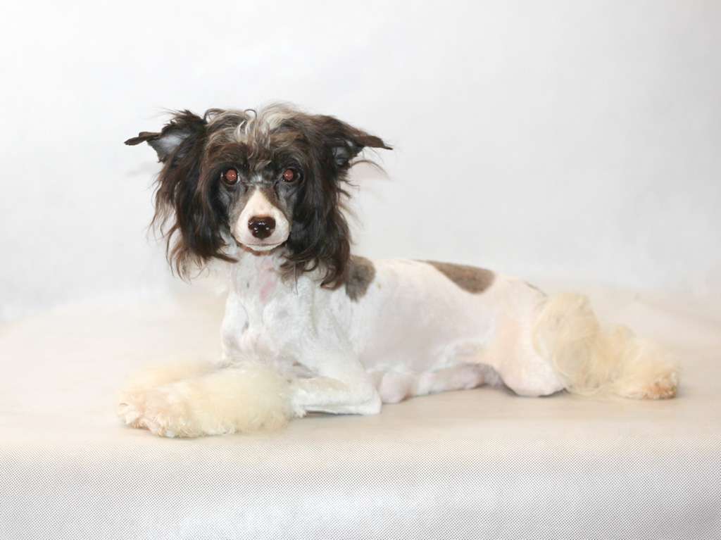 Vernisazh Mari Djakonda