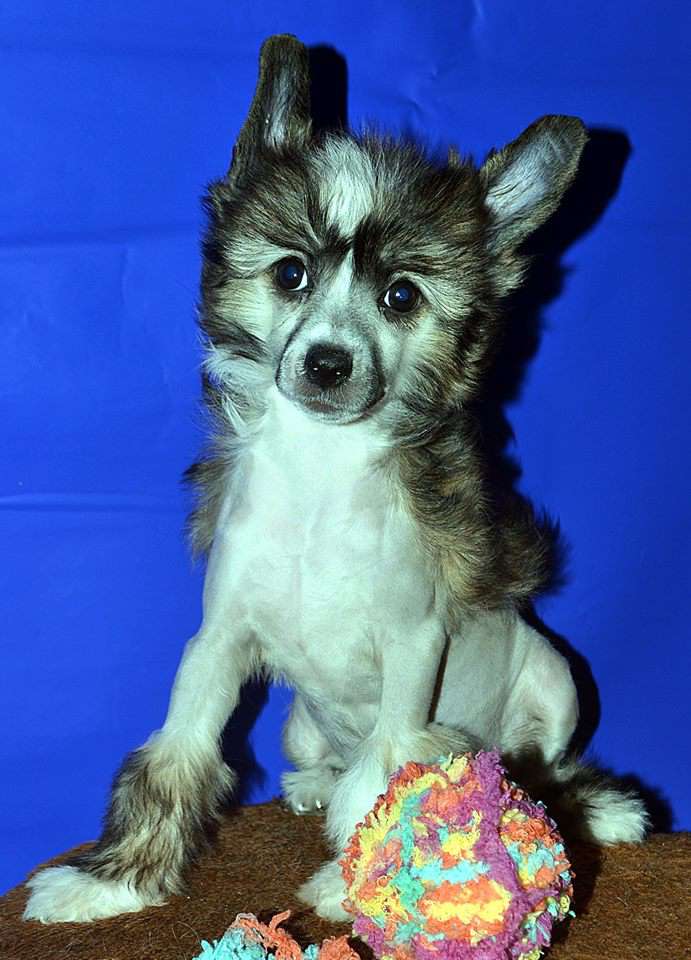 Hohlatyi Glamur Eva Valensia