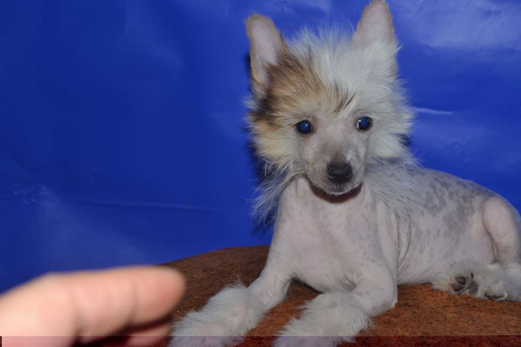 Hohlaty Glamour  Edinstvennaya Ledi