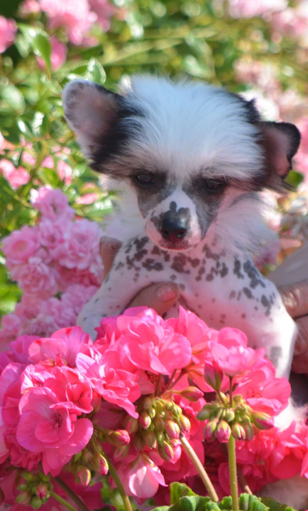 Prefix Alfred Nobel with Malenkhai