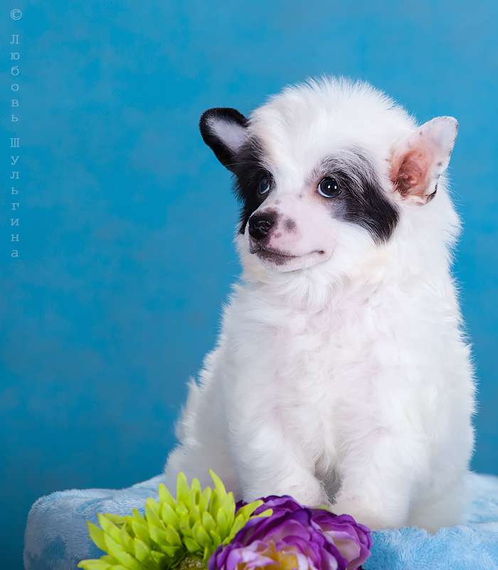 LoveMagic Nice Touch