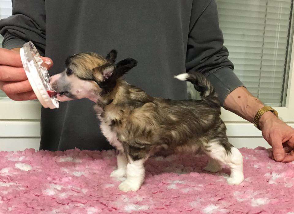 Arte Figure Magnolia