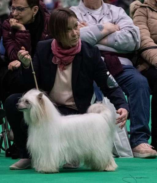 A Dreamboy von Shinbashi