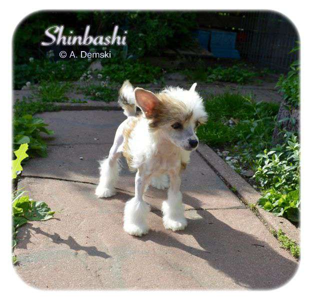 Alyssa von Shinbashi