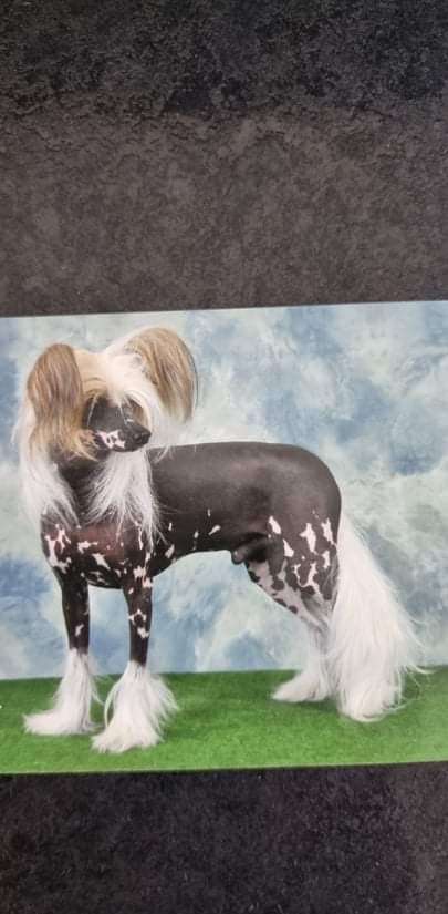 "CH" Hazeltweed Your A Nutter