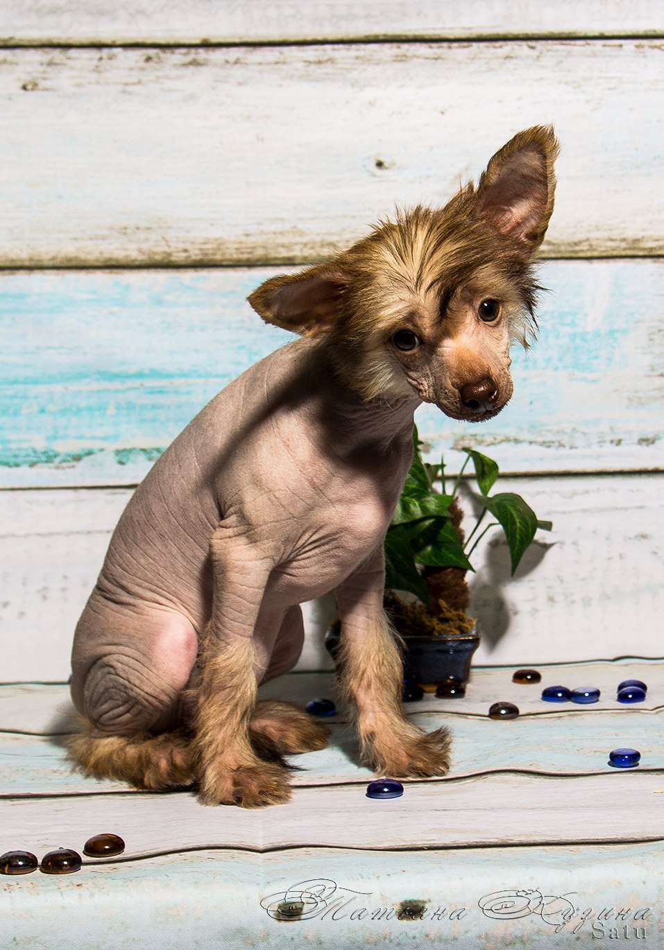 My Lucky Charm Aurica Golden-Daisy