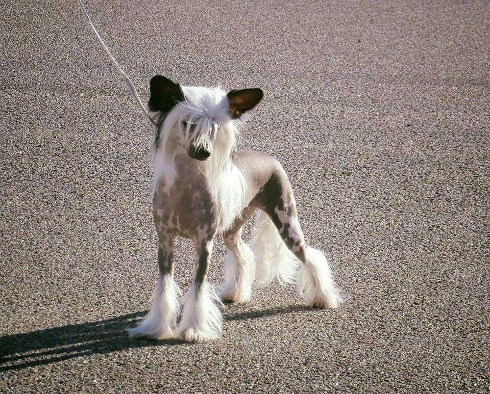 Belews Southern Beauty At Radiant