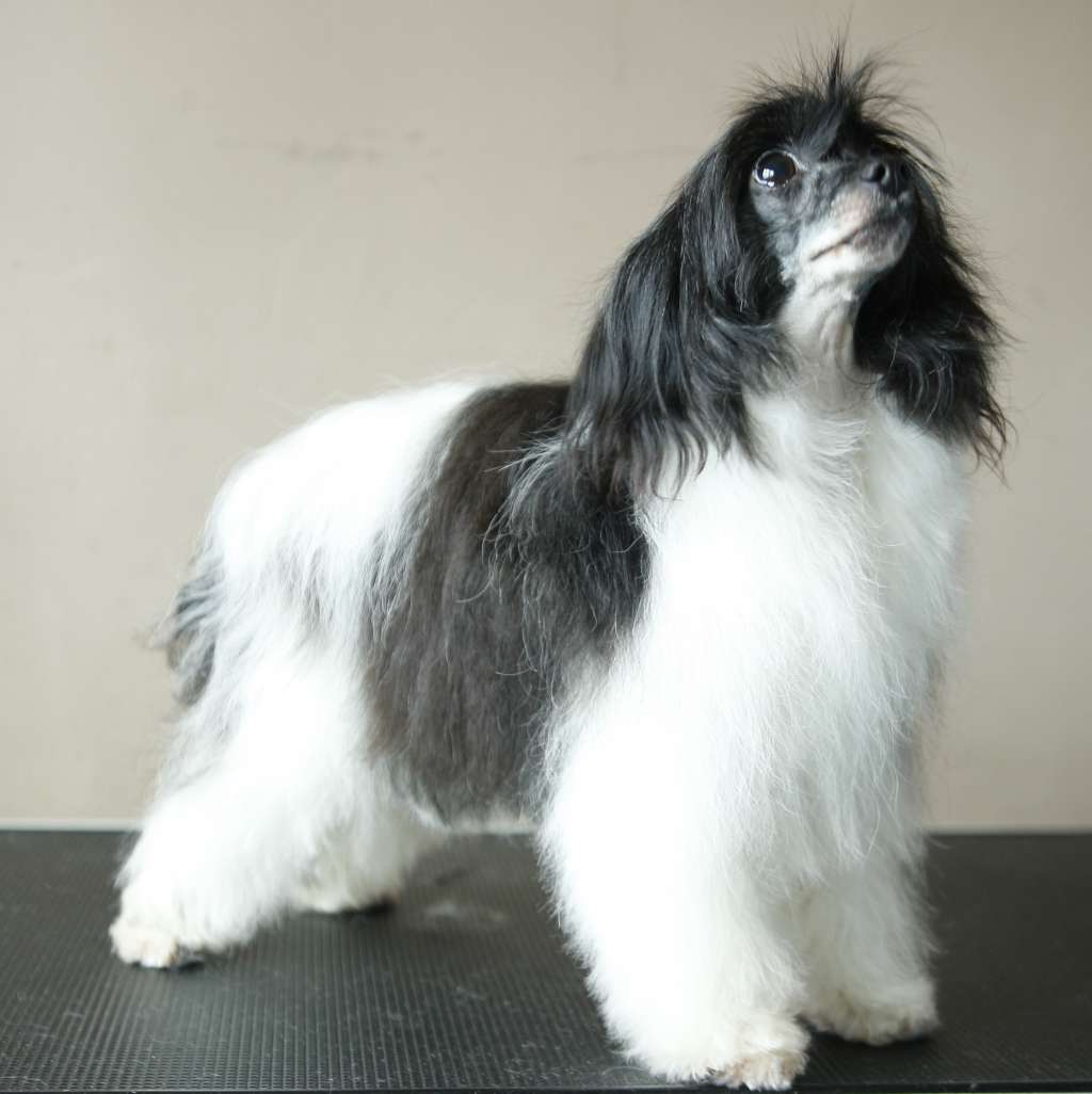 GLORIA Kolekcja Szuwarka