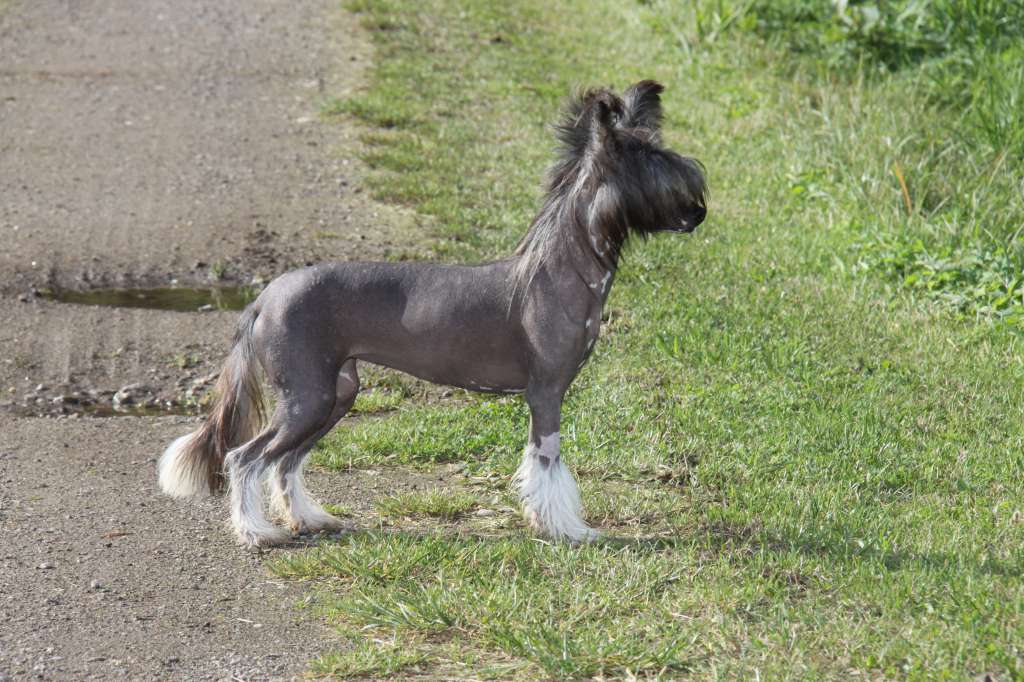 She's A Lady Princes de la Roses