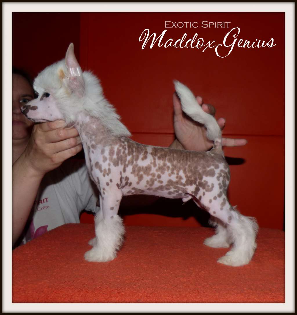 Exotic Spirit Maddox Genius