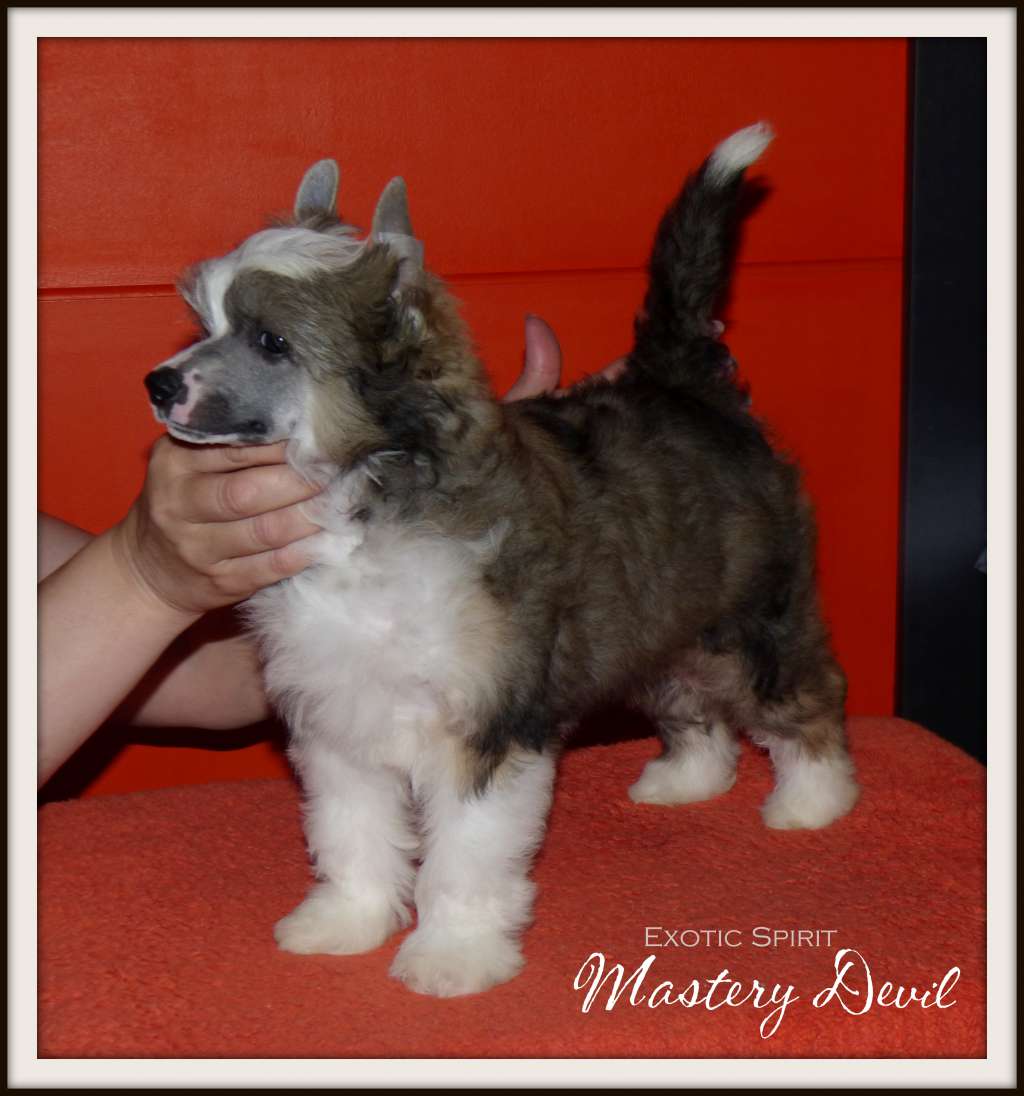 Exotic Spirit Mastery Devil