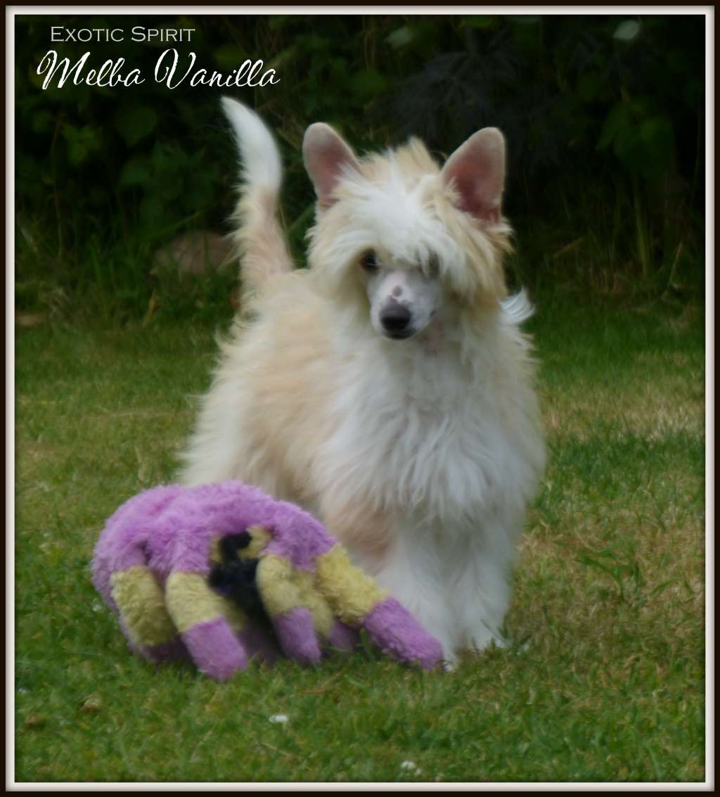 Exotic Spirit Melba Vanilla