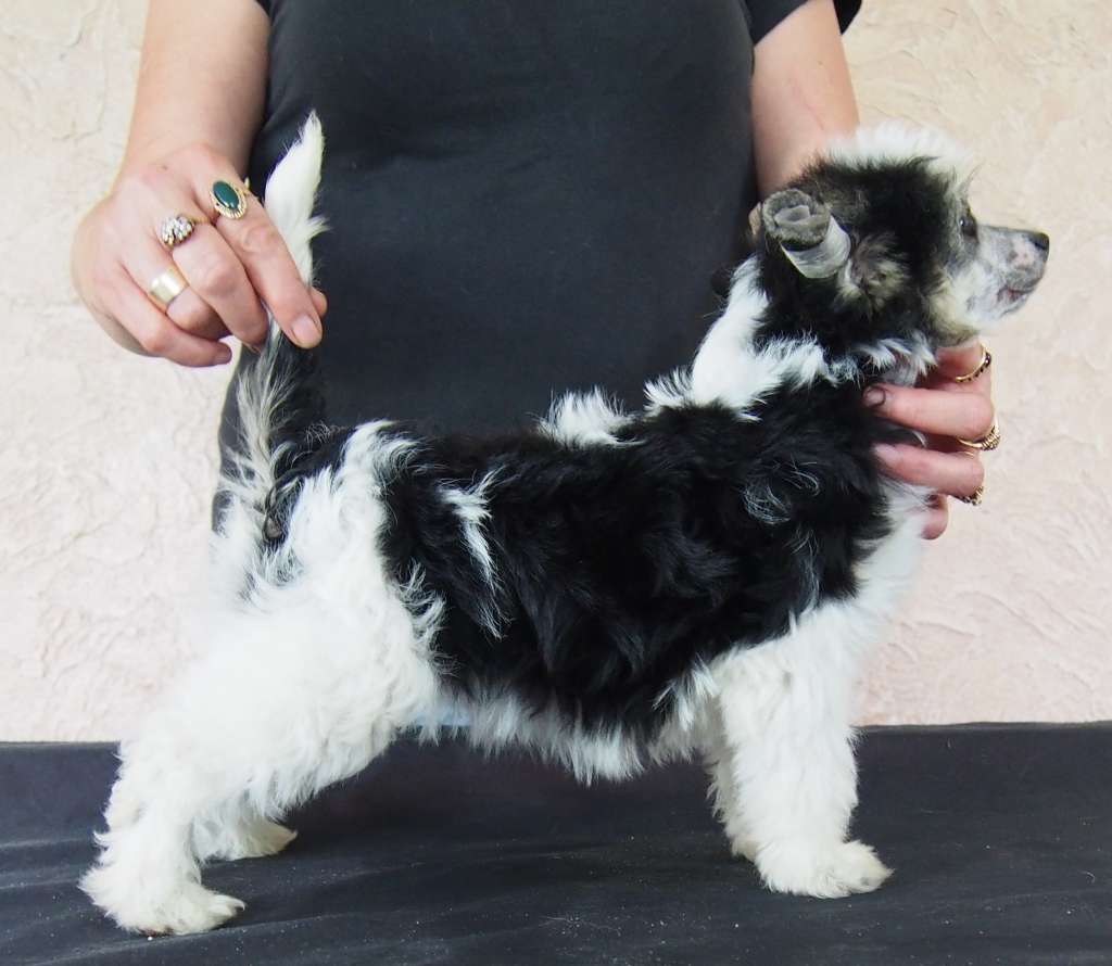 Fantazja grzywkomania