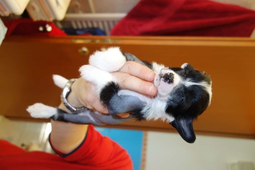 Dakota Rose Black Star