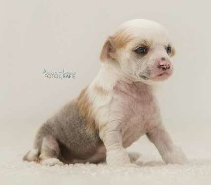 Little Rehma's Gimli