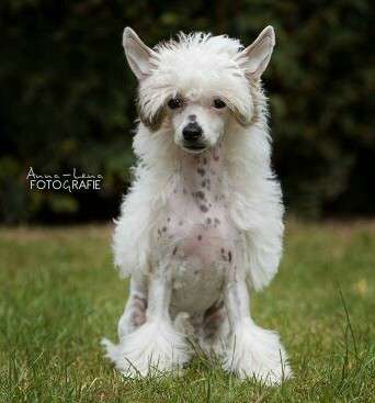 Little Rehma's Galina