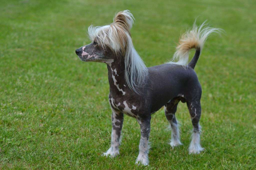 ChinoPata's I Bake Funny Brownies