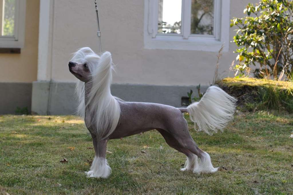 Speechless Queen Of The Discostage